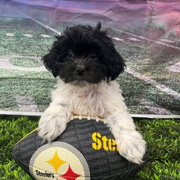 Teddy Bear-DOG-Female-Black and White-10691-Petland Robinson, Pittsburgh, PA