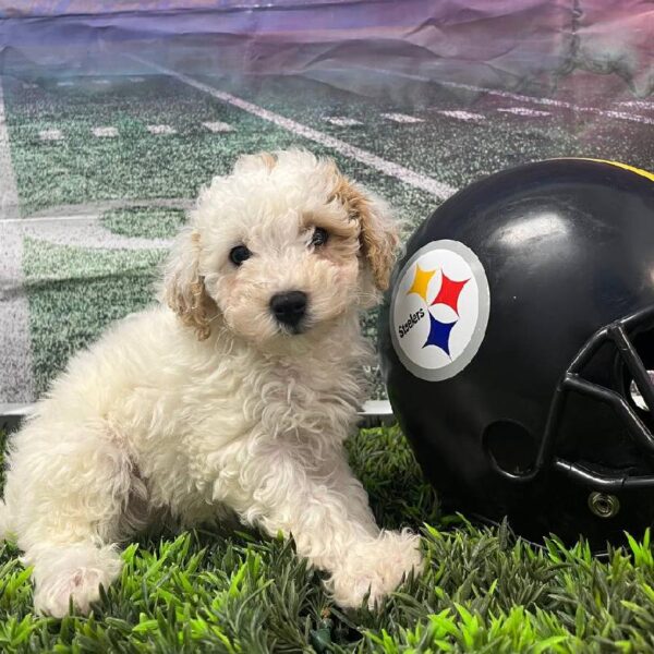 Bichon- Poo-DOG-Female-White and Buff-10693-Petland Robinson, Pittsburgh, PA