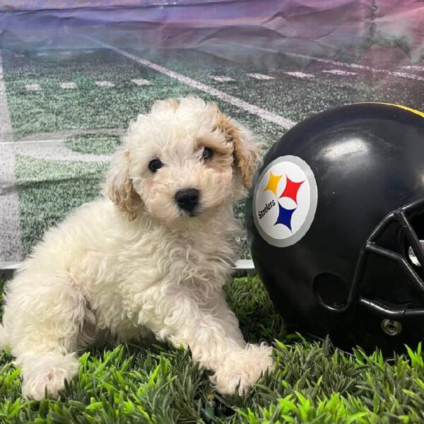 Bichon- Poo-DOG-Female-White and Buff-10693-Petland Robinson, PA