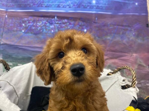 Mini Goldendoodle-DOG-Male-Apricot-10727-Petland Robinson, Pittsburgh, PA
