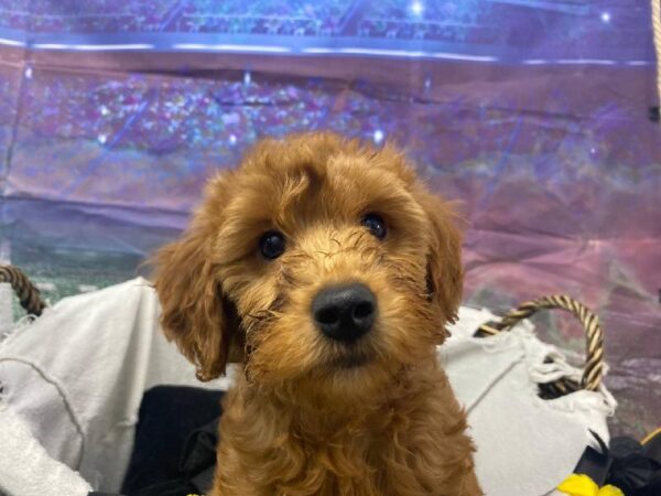 Mini Goldendoodle-DOG-Male-Apricot-10727-Petland Robinson, PA