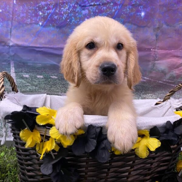 Golden Retriever-DOG-Female-Golden-10726-Petland Robinson, Pittsburgh, PA