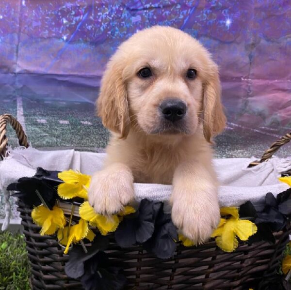 Golden Retriever-DOG-Female-Golden-10726-Petland Robinson, PA