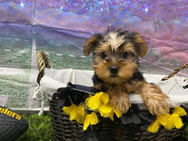 Yorkie-DOG-Female-Black / Tan-10725-Petland Robinson, PA