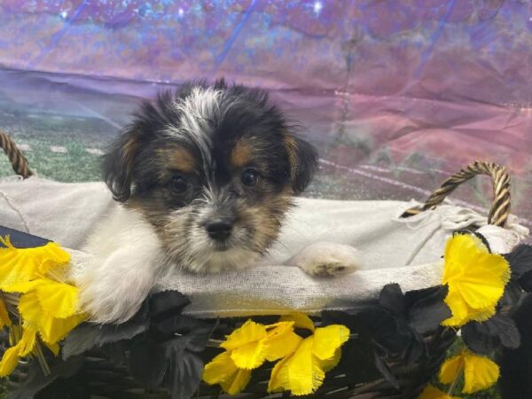 Shorkie-DOG-Female-Black White / Tan-10724-Petland Robinson, PA