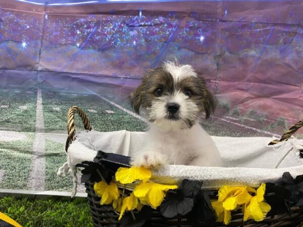 Shorkie-DOG-Male-Sable / White-10723-Petland Robinson, PA