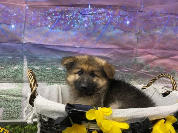 German Shepherd-DOG-Male-Black / Tan-10722-Petland Robinson, Pittsburgh, PA