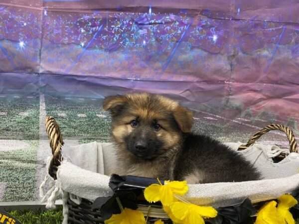 German Shepherd-DOG-Male-Black / Tan-10722-Petland Robinson, PA