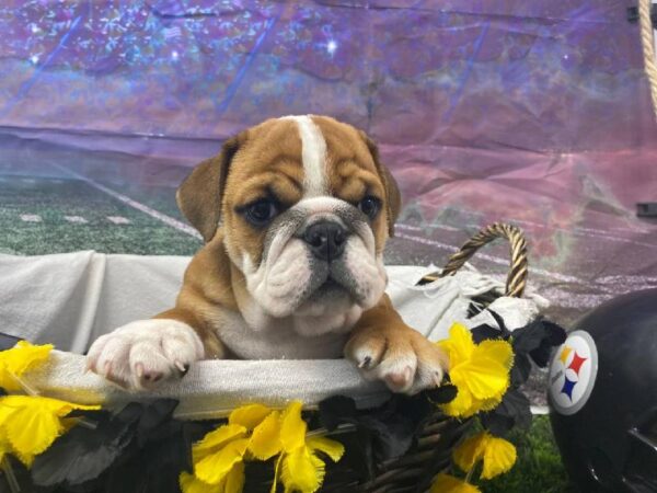 English Bulldog-DOG-Male-Red / White-10721-Petland Robinson, PA