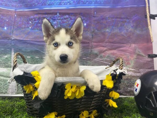 Siberian Husky-DOG-Female-Gray / White-10720-Petland Robinson, Pittsburgh, PA
