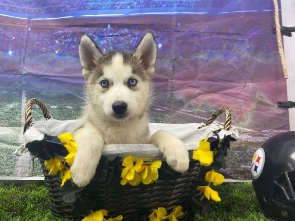 Siberian Husky-DOG-Female-Gray / White-10720-Petland Robinson, PA