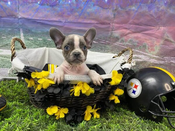 French Bulldog-DOG-Female-Blue-10719-Petland Robinson, Pittsburgh, PA