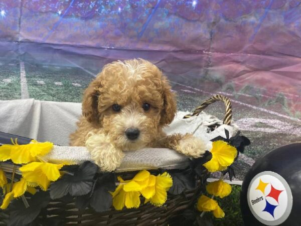 Maltipoo-DOG-Female-Apricot / White-10718-Petland Robinson, PA