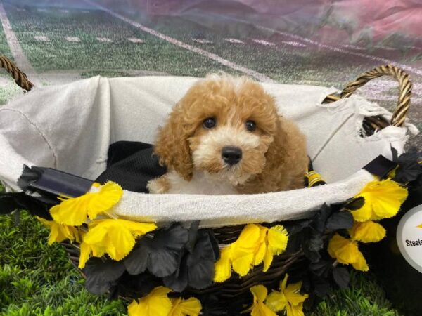 Maltipoo-DOG-Female-Apricot-10715-Petland Robinson, Pittsburgh, PA