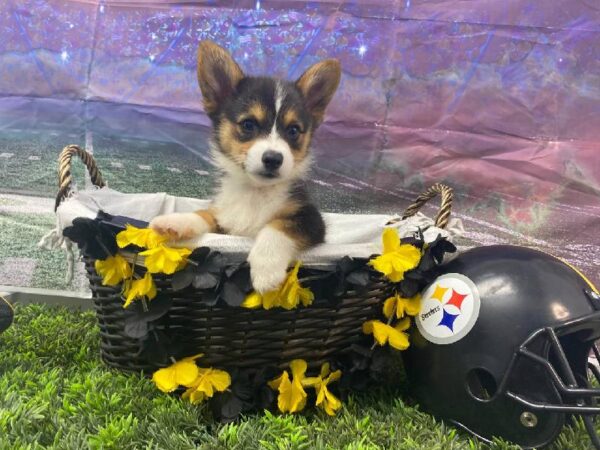 Pembroke Welsh Corgi-DOG-Male-Black White / Tan-10714-Petland Robinson, Pittsburgh, PA