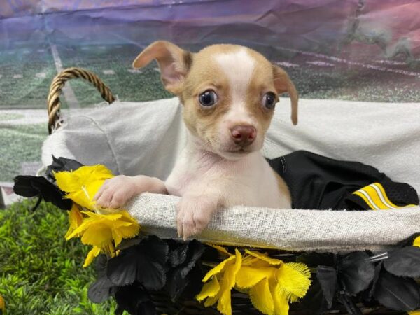 Chihuahua-DOG-Female-Fawn-10713-Petland Robinson, PA