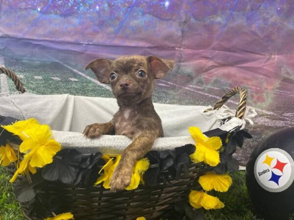 Chihuahua-DOG-Male-Brindle-10712-Petland Robinson, Pittsburgh, PA