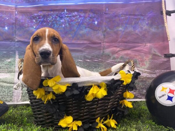 Basset Hound-DOG-Female-Red / White-10711-Petland Robinson, PA