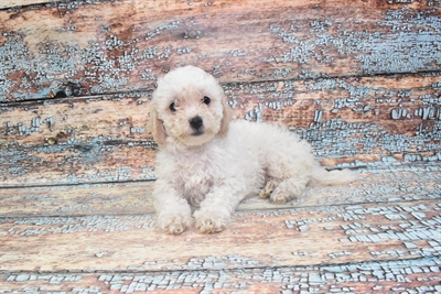 Bichon- Poo-DOG-Female-White and Buff-10732-Petland Robinson, Pittsburgh, PA