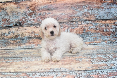 Bichon- Poo-DOG-Female-White and Buff-10732-Petland Robinson, PA