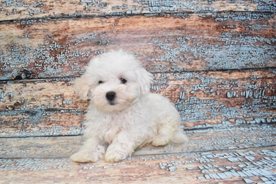 Malti-Poo-DOG-Female-White-10735-Petland Robinson, Pittsburgh, PA