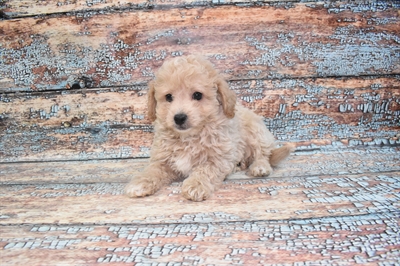 Malti-Poo-DOG-Male-Cream-10736-Petland Robinson, Pittsburgh, PA