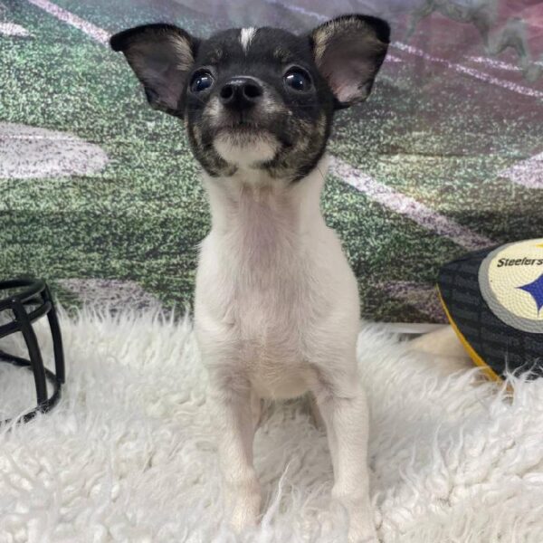 Chihuahua-Toy Fox Terrier-DOG-Male-Black / White-10752-Petland Robinson, Pittsburgh, PA