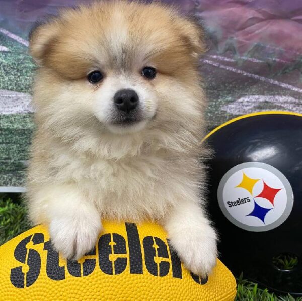 Pomeranian-DOG-Male-Orange Sable-10754-Petland Robinson, Pittsburgh, PA