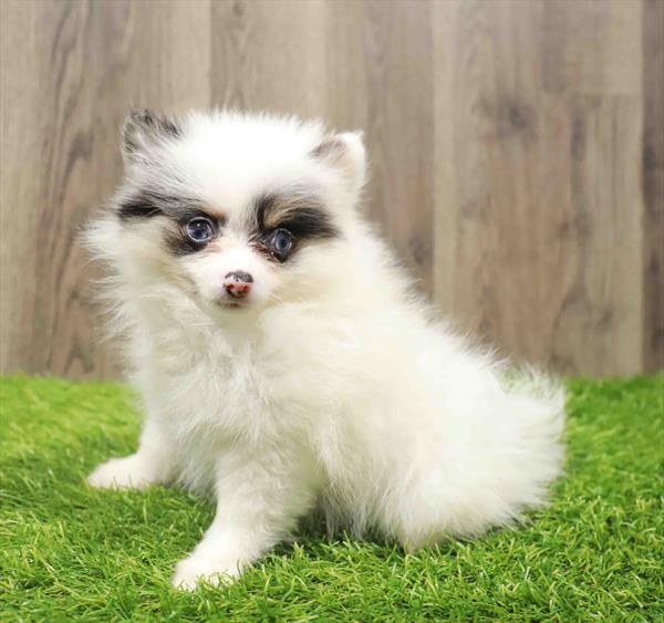 Pomeranian-DOG-Female-Black-10785-Petland Robinson, Pittsburgh, PA