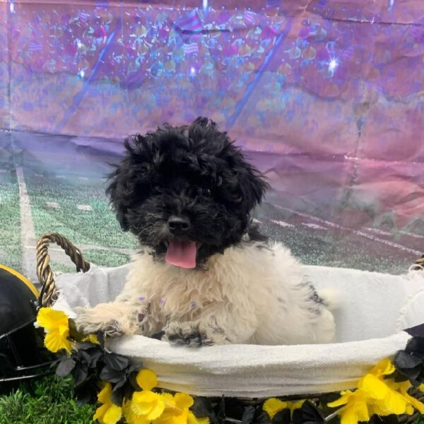 Havapoo-DOG-Male-Black and White-10600-Petland Robinson, Pittsburgh, PA