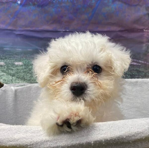 Bichon-DOG-Male-White-10599-Petland Robinson, PA