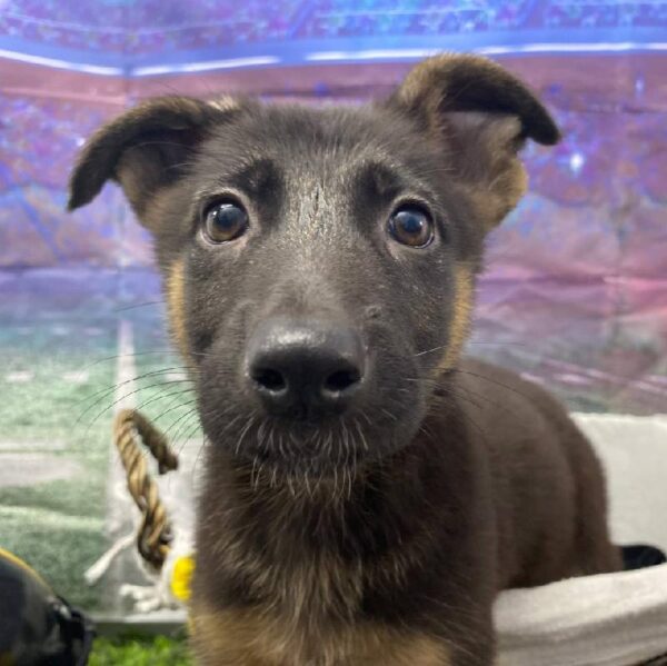 German Shepherd-DOG-Female-Black and Tan-10602-Petland Robinson, PA