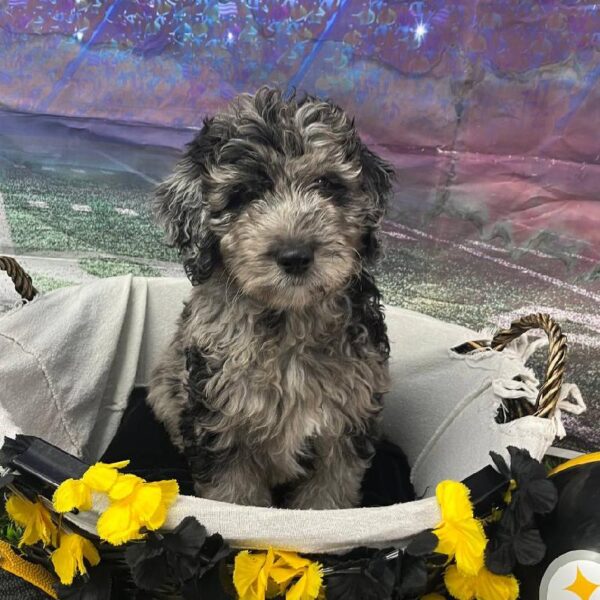 Bernedoodle-DOG-Male-Merle-10692-Petland Robinson, Pittsburgh, PA