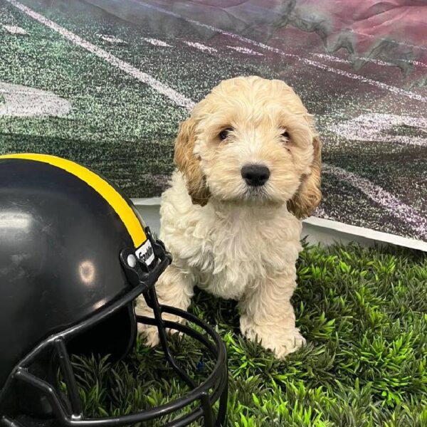 Cockapoo-DOG-Female-Buff-10694-Petland Robinson, Pittsburgh, PA