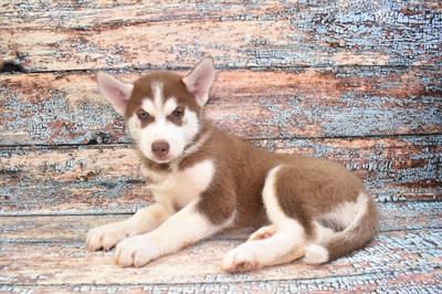 Siberian Husky-DOG-Male-Red and White-10731-Petland Robinson, PA