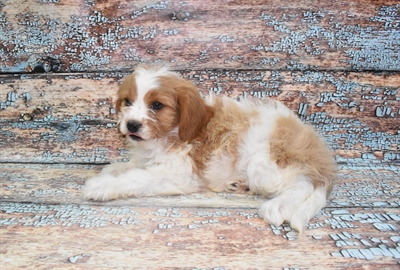 Cavapoo-DOG-Female-Red and White-10733-Petland Robinson, Pittsburgh, PA