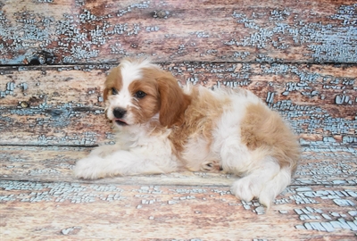 Cavapoo-DOG-Female-Red and White-10733-Petland Robinson, PA