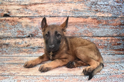 German Shepherd-DOG-Female-Sable-10737-Petland Robinson, PA