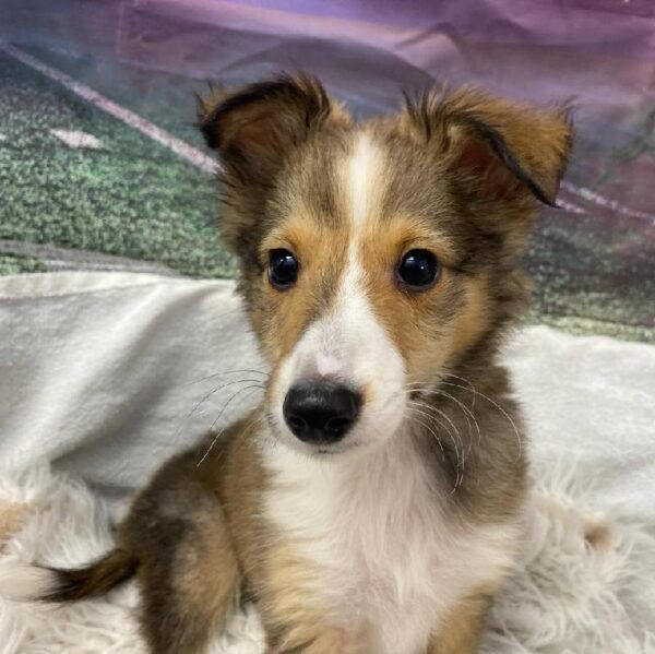 Sheltie-DOG-Male-Sable / White-10753-Petland Robinson, Pittsburgh, PA