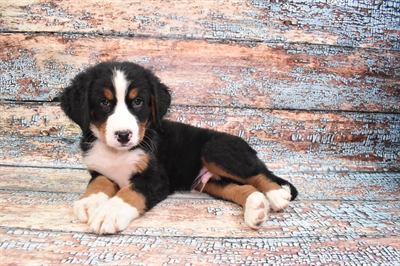 Bernese Mountain Dog-DOG-Male-Black Rust and White-10755-Petland Robinson, PA