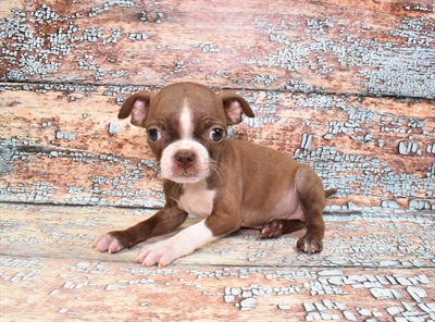 Boston Terrier-DOG-Male-Seal and White-10756-Petland Robinson, PA