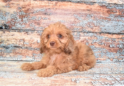 Cockapoo-DOG-Female-Red-10757-Petland Robinson, Pittsburgh, PA