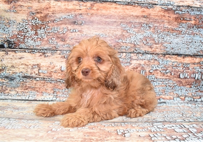 Cockapoo-DOG-Female-Red-10757-Petland Robinson, PA