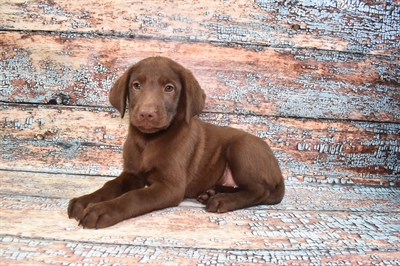 Labrador Retriever-DOG-Female-Chocolate-10758-Petland Robinson, PA