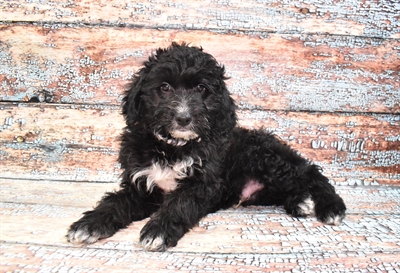 Aussiedoodle-DOG-Male-Black-10760-Petland Robinson, Pittsburgh, PA