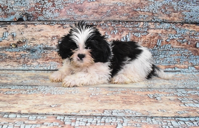 Shih Tzu-DOG-Female-Black and White-10762-Petland Robinson, Pittsburgh, PA