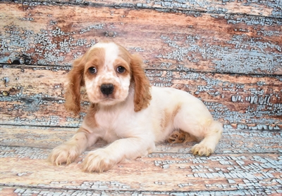 Cocker Spaniel-DOG-Female-Buff and White-10763-Petland Robinson, Pittsburgh, PA
