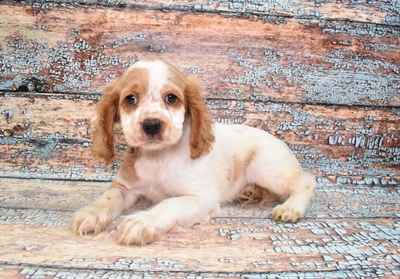 Cocker Spaniel-DOG-Female-Buff and White-10763-Petland Robinson, PA