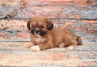 Lhasa Apso-DOG-Female-Red Gold-10764-Petland Robinson, PA