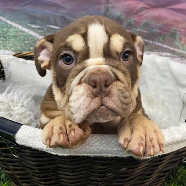 English Bulldog-DOG-Male-Chocolate / Tan-10779-Petland Robinson, PA